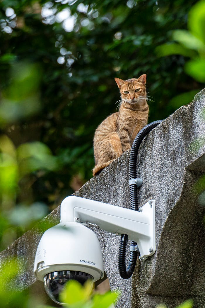 about-01 A tabby cat perched on a concrete wall beside a dome CCTV camera.